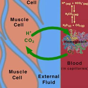 What are normal CO2 levels in the body?