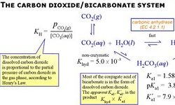 Wonderful World of Bicarbonate and CO2