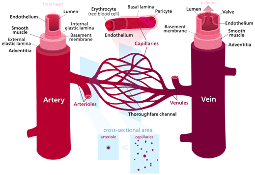 Diagram of blood vessel structures.