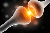 Neural network in the brain
