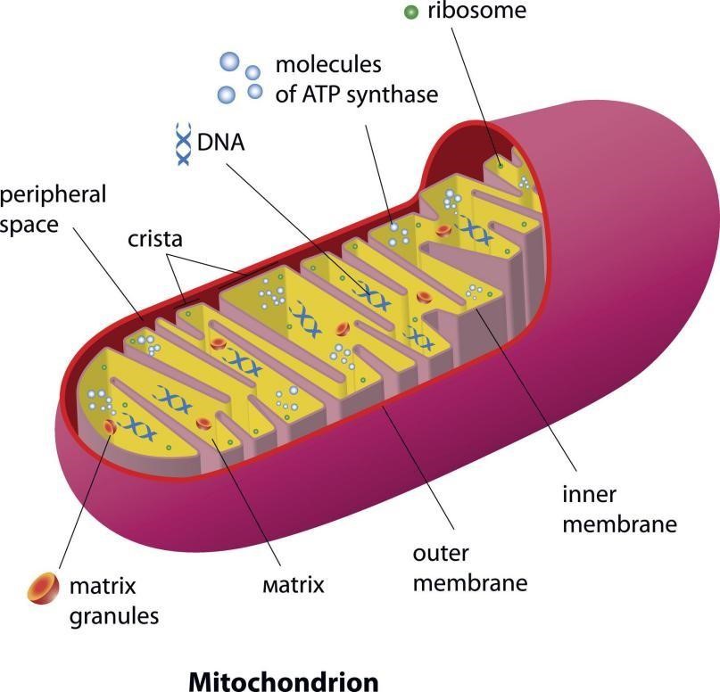 mitochondrion image