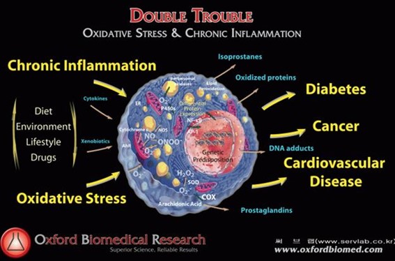 Diagram showing the connection between chronic inflammation and oxidative stress, leading to diseases such as diabetes, cancer, and cardiovascular disease. Arrows link cellular damage processes like oxidized proteins, DNA adducts, and prostaglandins to health conditions.