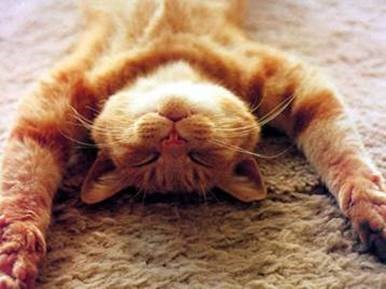 A ginger cat lies on its back with paws stretched out and eyes closed, appearing completely relaxed and peaceful.