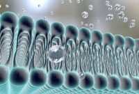 3D illustration of a biological cell membrane showing lipid bilayer structure with water molecules interacting on the surface.
