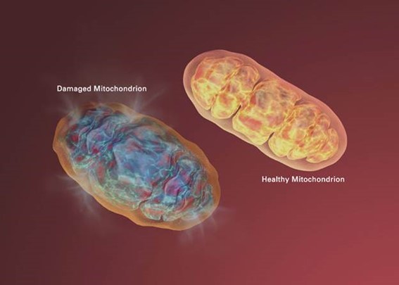 Scientific illustration comparing a damaged mitochondrion and a healthy mitochondrion, showing color and structural differences.