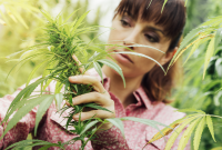 Woman closely examining a cannabis plant while standing in a greenhouse or outdoor cultivation area.