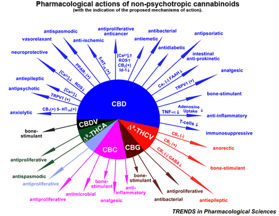 Scientific infographic titled “Pharmacological actions of non-psychotropic cannabinoids,” showing a circular diagram of CBD, CBC, CBG, and related compounds with arrows indicating biological effects.