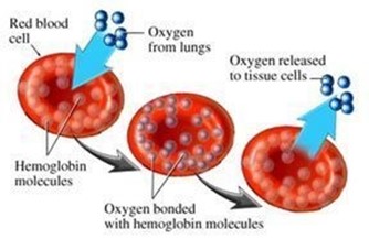 Diagram showing oxygen binding to and releasing from red blood cells.