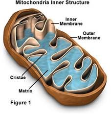 Diagram showing the inner structure of a mitochondrion.