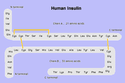 Descrição: structure_insulin