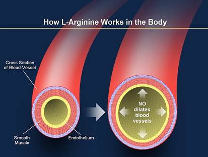 Descrição: PowerPoint: How L-Arginine Works in the Body